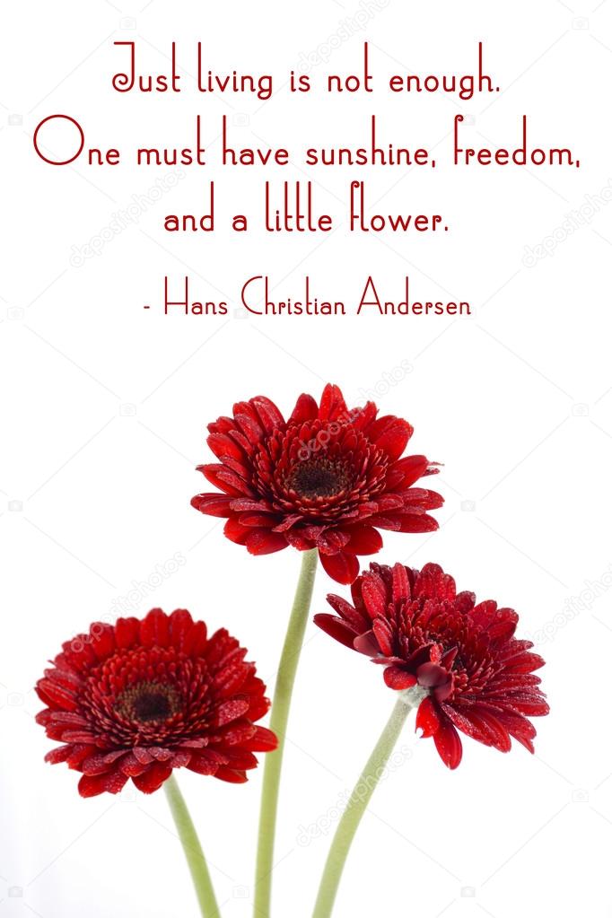 Red gerbera flowers with inspirational quote. 