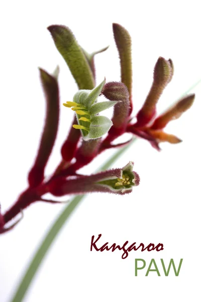 A flor de canguru vermelha e verde da Austrália Ocidental — Fotografia de Stock