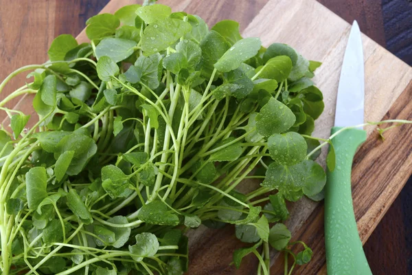 Watercress salad ingredient. — Stock Photo, Image