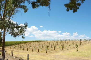 üzüm asmaları satırları
