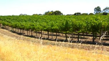 Üzüm üzüm, Barossa Valley, Güney Avustralya alınan satırları.