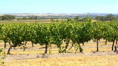Üzüm üzüm, Barossa Valley, Güney Avustralya alınan satırları.