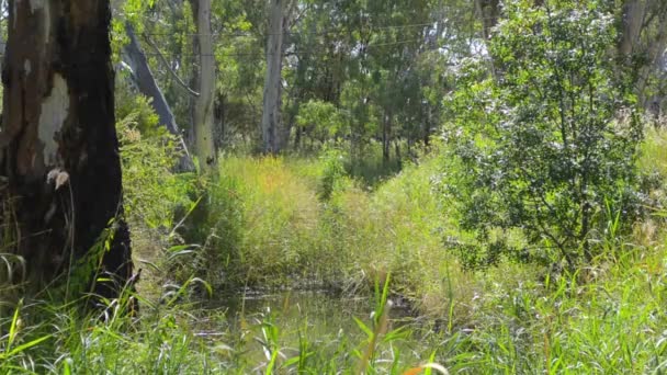 Billabong australiano natural en un entorno exuberante debajo de árboles altos de eucalipto con aves ambientales llama audio . — Vídeos de Stock