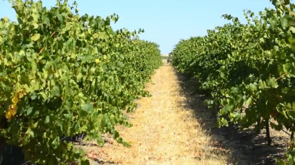 Rangées de vignes prises par une journée d'été ensoleillée avec des feuilles et des branches flottant dans le vent . — Video