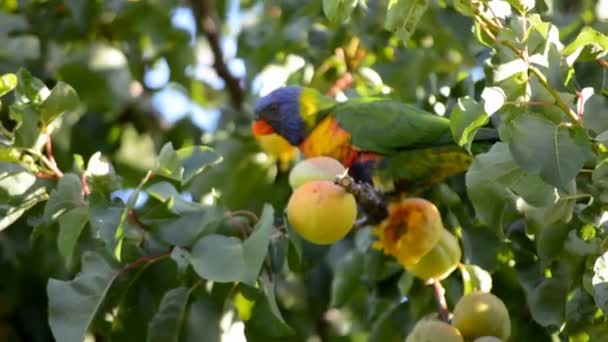 Papuga Lorysa australijski jeść morele w ogrodzie podmiejskim w słoneczne, letnie, wietrzny dzień. — Wideo stockowe
