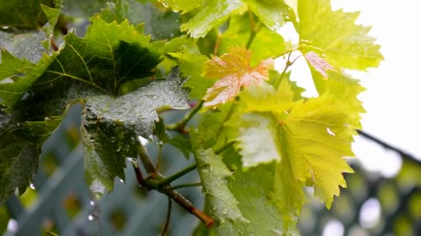 Primer plano de hojas de vid de uva en viento y lluvia, acercar . — Vídeos de Stock