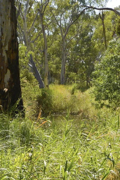 Bujny australijski Billabong — Zdjęcie stockowe