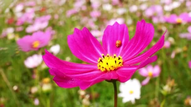 Rosa Blüten Mit Marienkäfern — Stockvideo