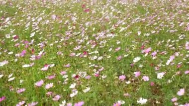 Gündüz vakti beyaz ve pembe çiçek bahçesi