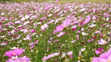 Yaz esintisi tarla çiçeğini soluyor Renkli bahar arkaplanı.