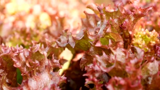 Ensalada Coral Rojo Golpear Sol Mañana Hojas Rojas Brillantes Son — Vídeos de Stock