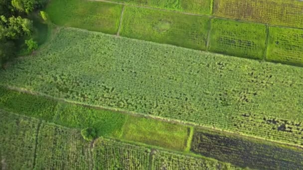Câmpuri Orez Verde Câmpuri Mari Abundența Plantelor Ecosistemelor Mutarea Camerei — Videoclip de stoc