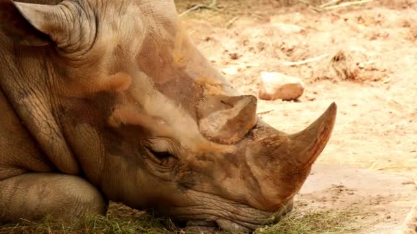 Rinoceronte Está Descansando Seu Corpo Marrom Tem Chifre Nariz — Vídeo de Stock