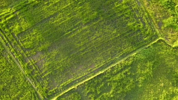 Closeup Zoom Out Top View Bird Eye Green Rice Field — Stok video