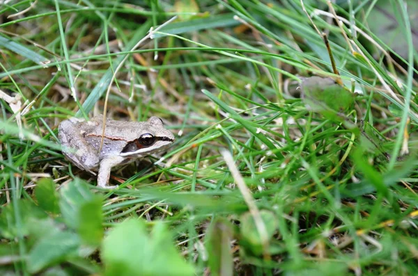 Kleine vriendelijke kikker — Stockfoto