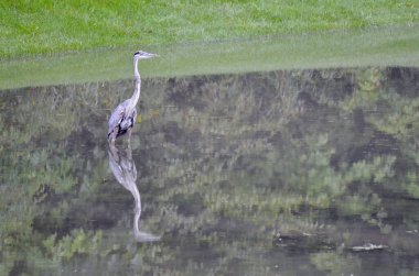 Büyük Mavi Balıkçıl (