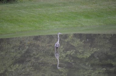 Büyük Mavi Balıkçıl (
