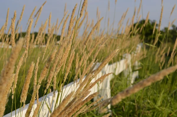 Weißer Zaun mit wildem Gras überwuchert — Stockfoto