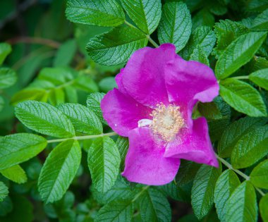 çiçek yaban gülü