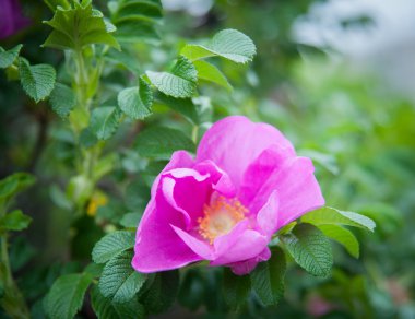 çiçek yaban gülü