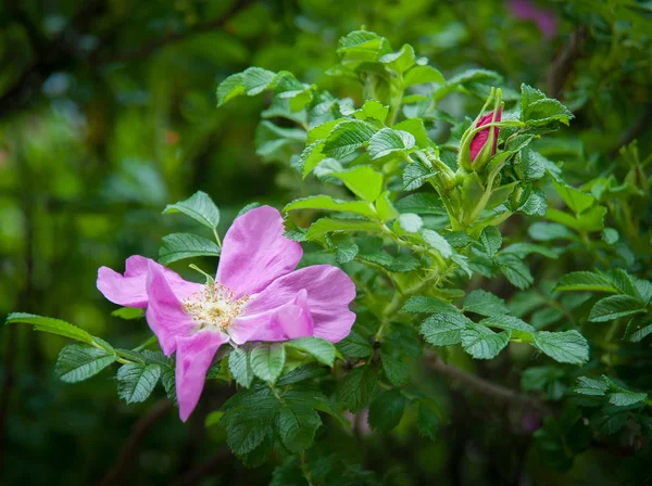 çiçek yaban gülü
