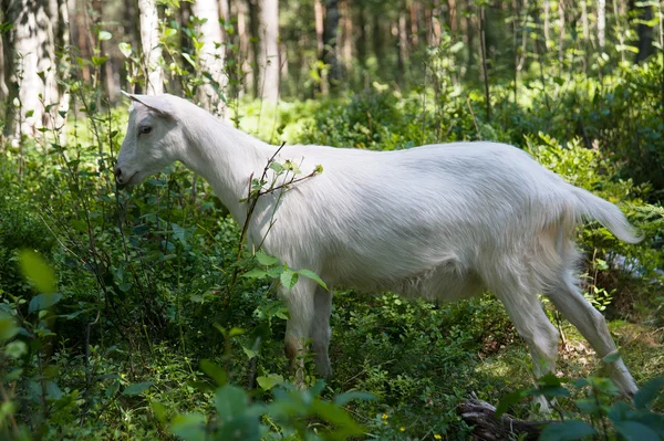 Geit in het bos — Stockfoto