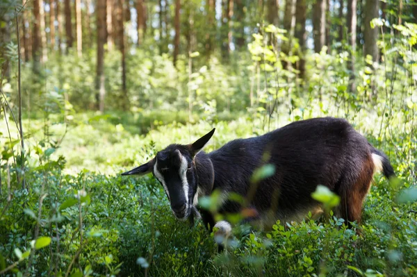 Ziege im Wald — Stockfoto