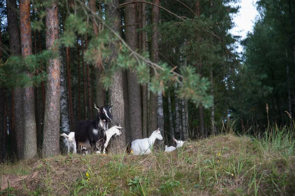 Symbol för året-geten — Stockfoto