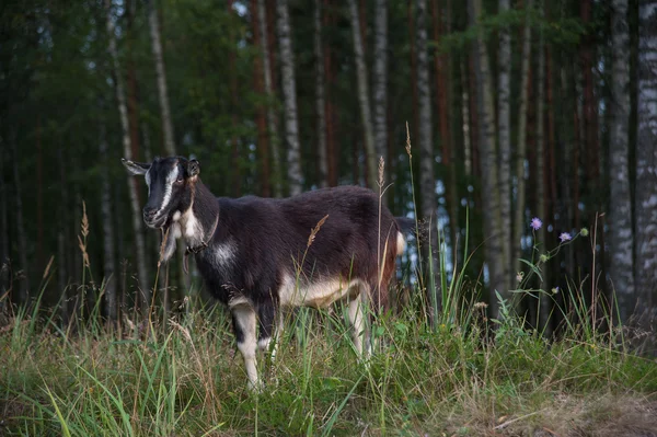 Symbool van de jaar-geit — Stockfoto