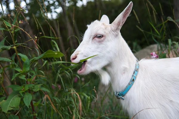 Symbol of the year-goat — Stock Photo, Image