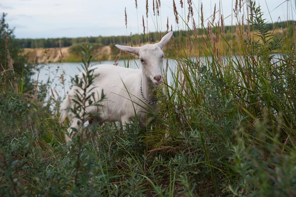 Simbolo della capra dell'anno — Foto Stock