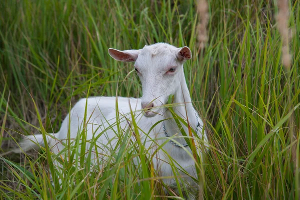 Simbolo della capra dell'anno — Foto Stock