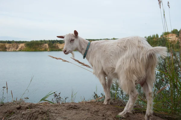 Simbolo della capra dell'anno — Foto Stock