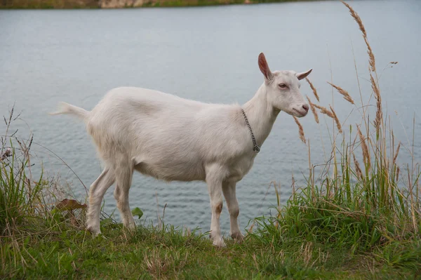 Símbolo del año-cabra — Foto de Stock