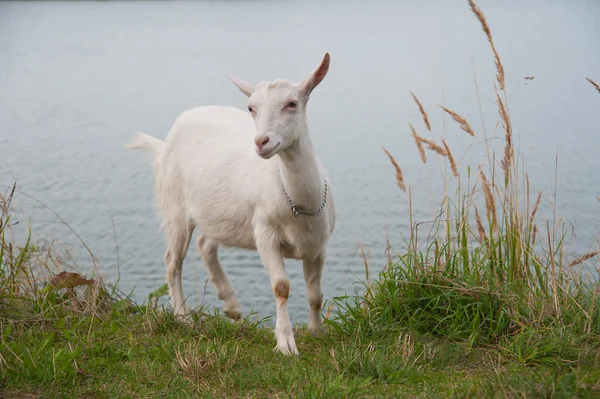 Symbool van de jaar-geit — Stockfoto