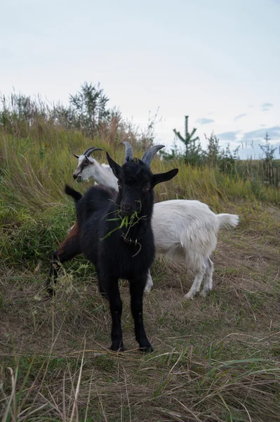 Symbol of the year-goat — Stock Photo, Image