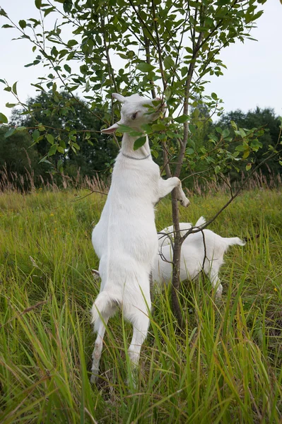 Symbol roku koza — Zdjęcie stockowe