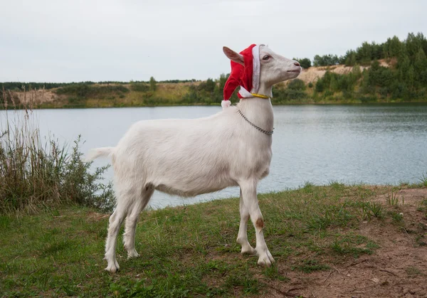 Symbol roku koza — Zdjęcie stockowe