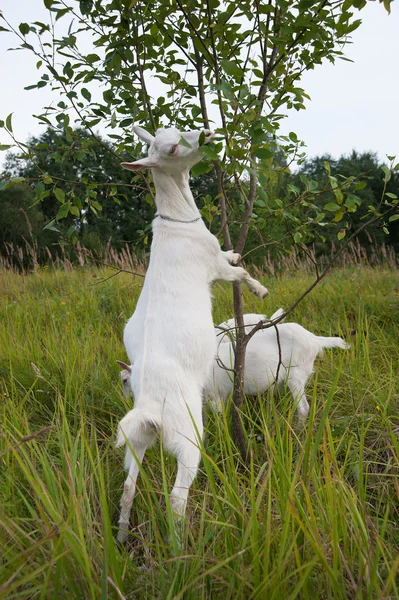 Yıl-keçi sembolü — Stok fotoğraf