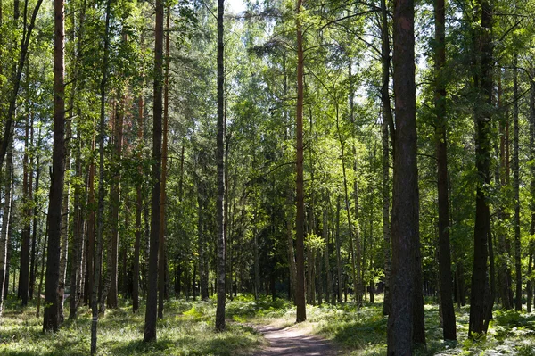 森林路径 — 图库照片