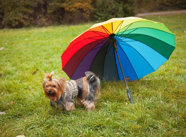 Yorkshire terrier — Foto Stock