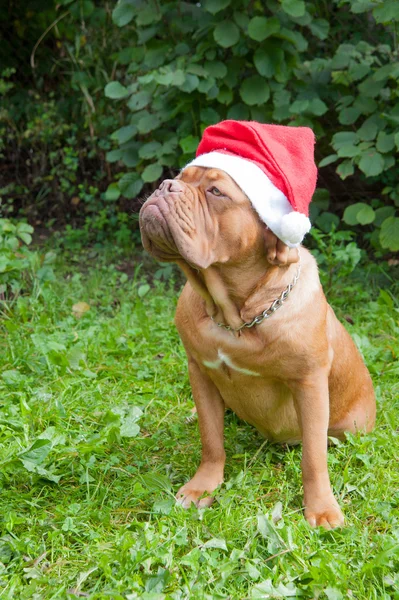 Raça cão Dogue de Bordeaux cão — Fotografia de Stock