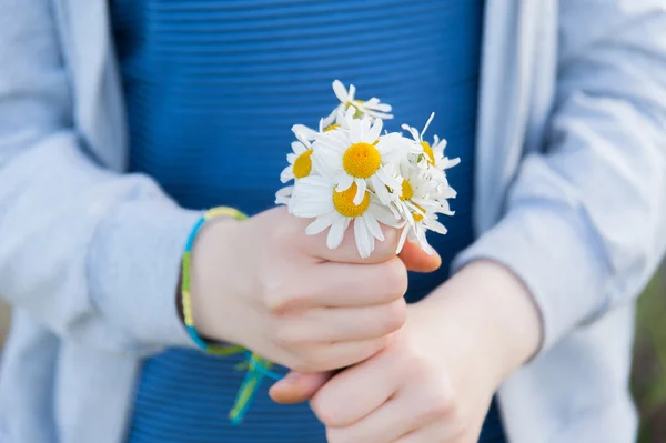 Camomile in the hands of — Stock Photo, Image