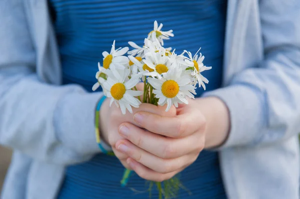 Camomile in the hands of — Stock Photo, Image