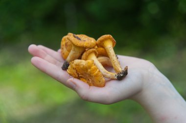 Cantharellus cibarius elinde