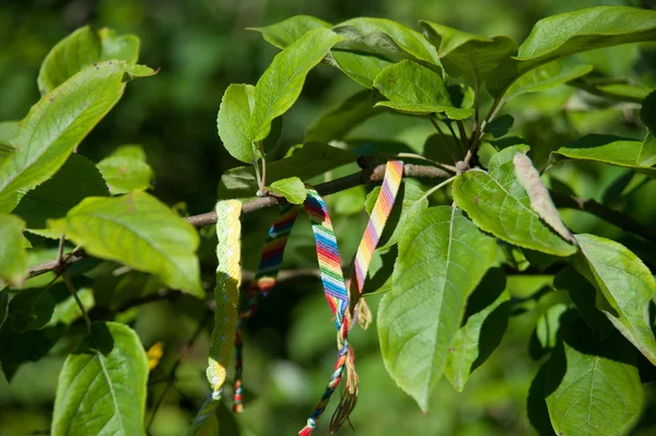 Bracelets de fils — Photo