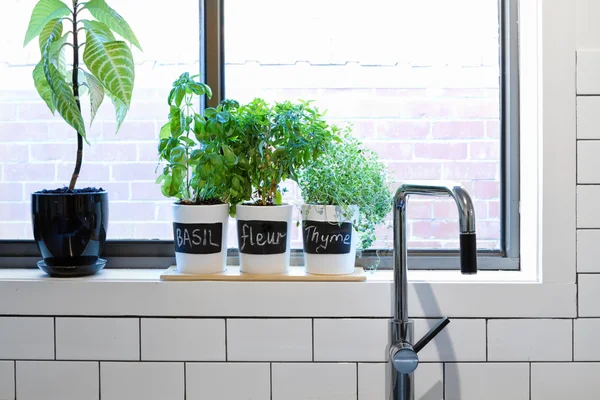 Pots of herbs on contemporary Kitchen window sill — Stok Foto