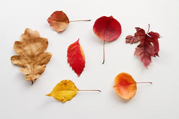 Overhead-Ansicht der Vielzahl von Herbstblättern auf weißem Hintergrund — Stockfoto