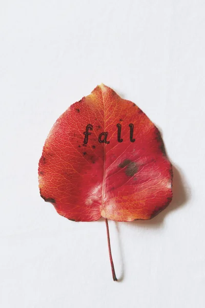 Las letras caen estampadas en una hoja roja de otoño —  Fotos de Stock