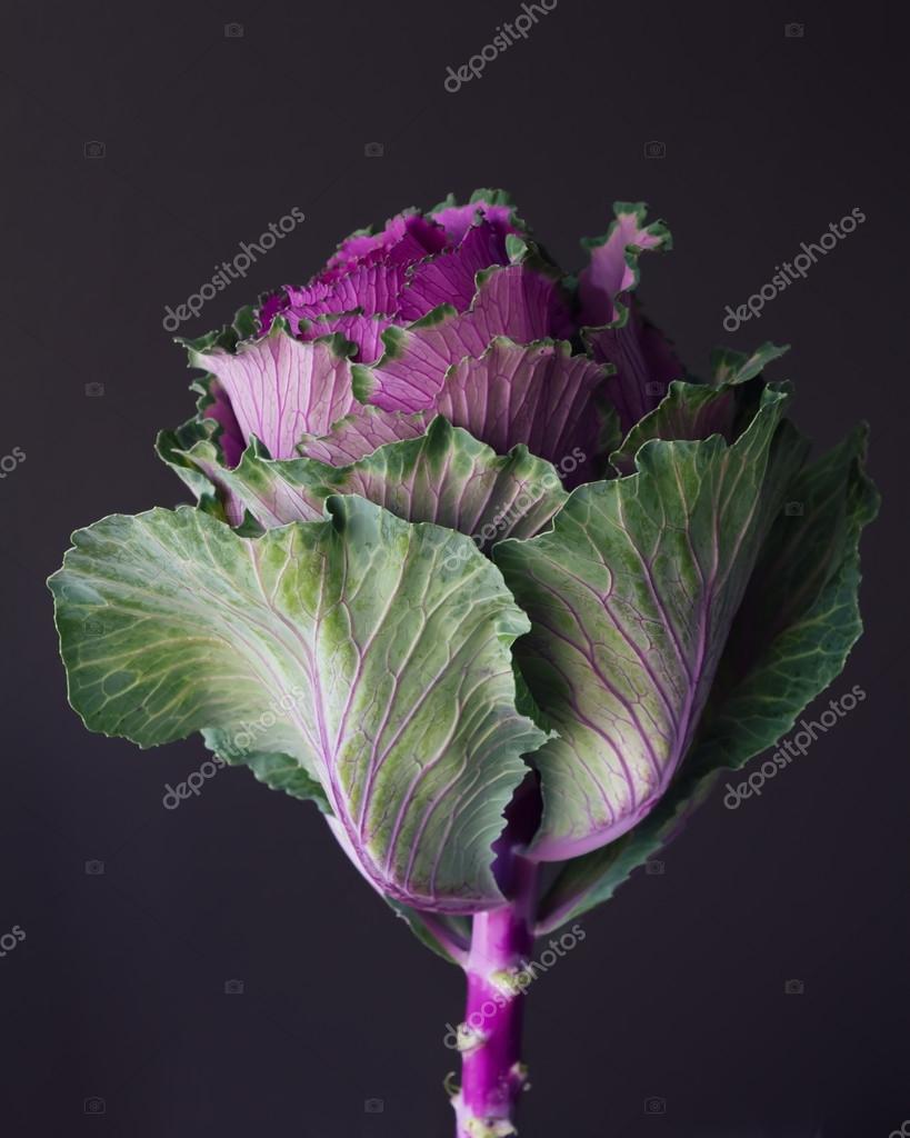 Kale edible flower still life — Stock Photo © jodiejohnson 85056704
